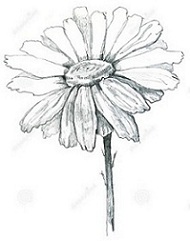 Draw a Daisy