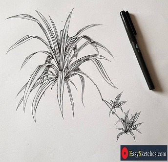How to Draw a Spider Plant