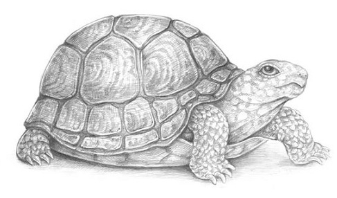 Help Available on How to Draw a Turtle Step by Step