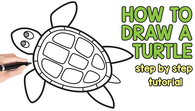 How to Draw a Turtle Step by Step
