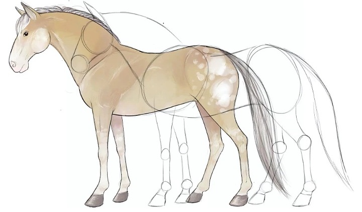 Learn How To Draw A Horse