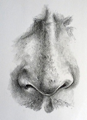Nose Drawing Tips